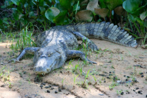 Kaiman auf der Lauer im Pantanal